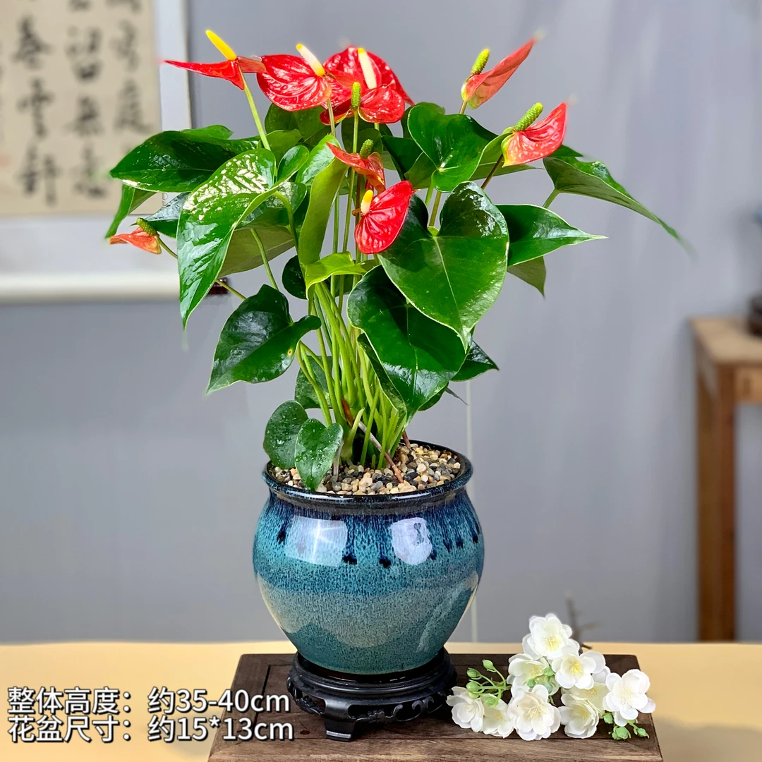 红掌盆栽一帆风顺掌类花卉植物室内好养绿植鸿运当头开花美观绿植
