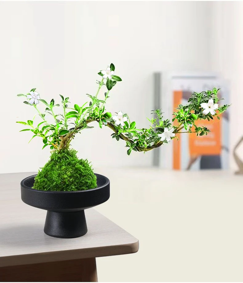 悬崖六月雪苔藓球微景会开花室内外客厅办公桌面美观净化绿植物