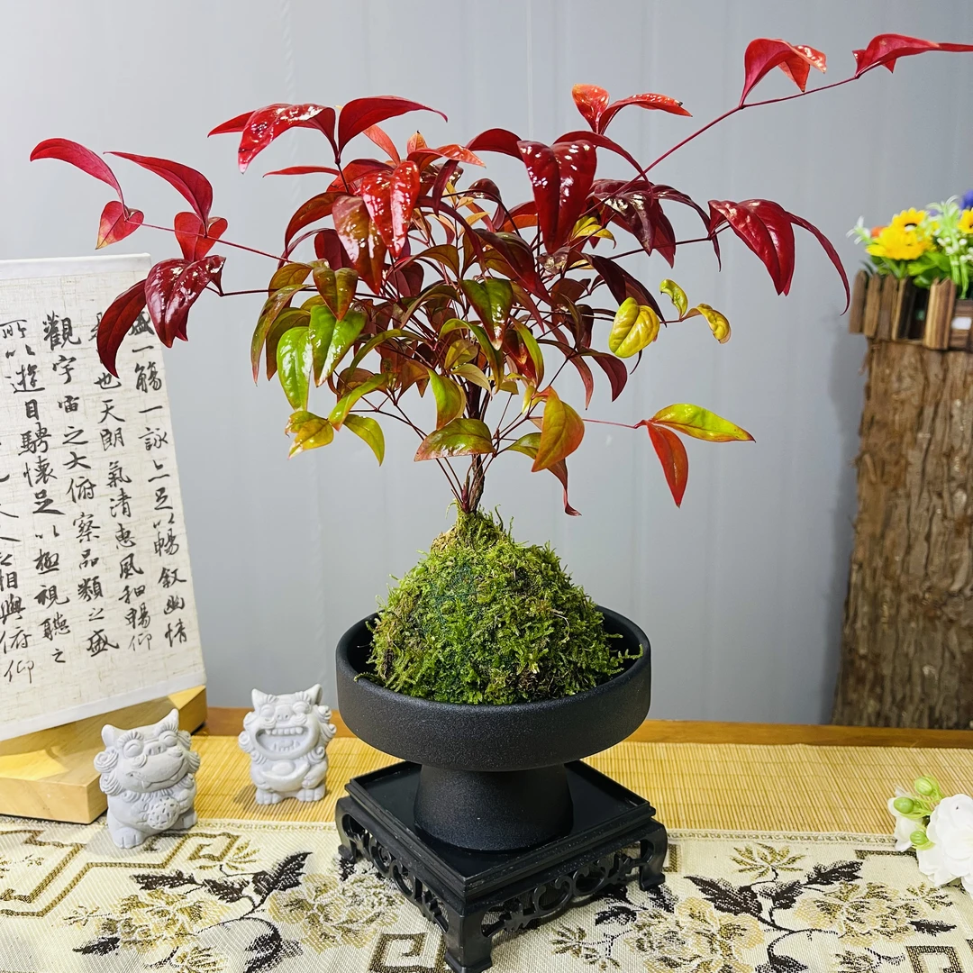 南天竹火焰红苔藓球观叶耐寒养护客厅茶桌面办公室内好养护绿植物
