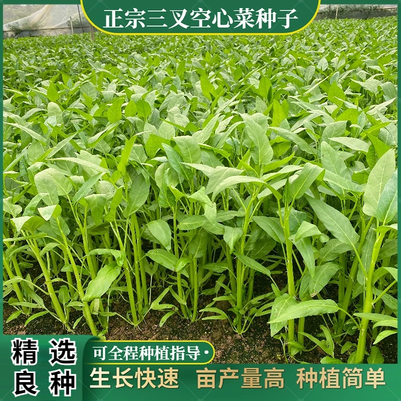正宗三叉空心菜种子通心菜雍菜种子阳台花盆大田四季种植种籽批发