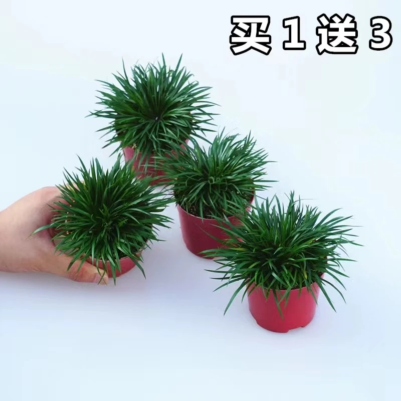 微型盆景金钱黄金姬虎须吊兰随手香苗室内绿植水培贵船绿植大盆栽
