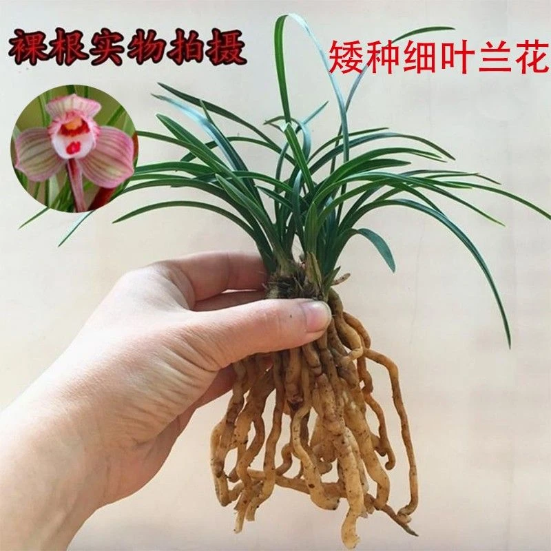 矮种绿云梅春兰裸根浓香兰花苗冬带花苞花卉盆栽室内绿植大盆栽