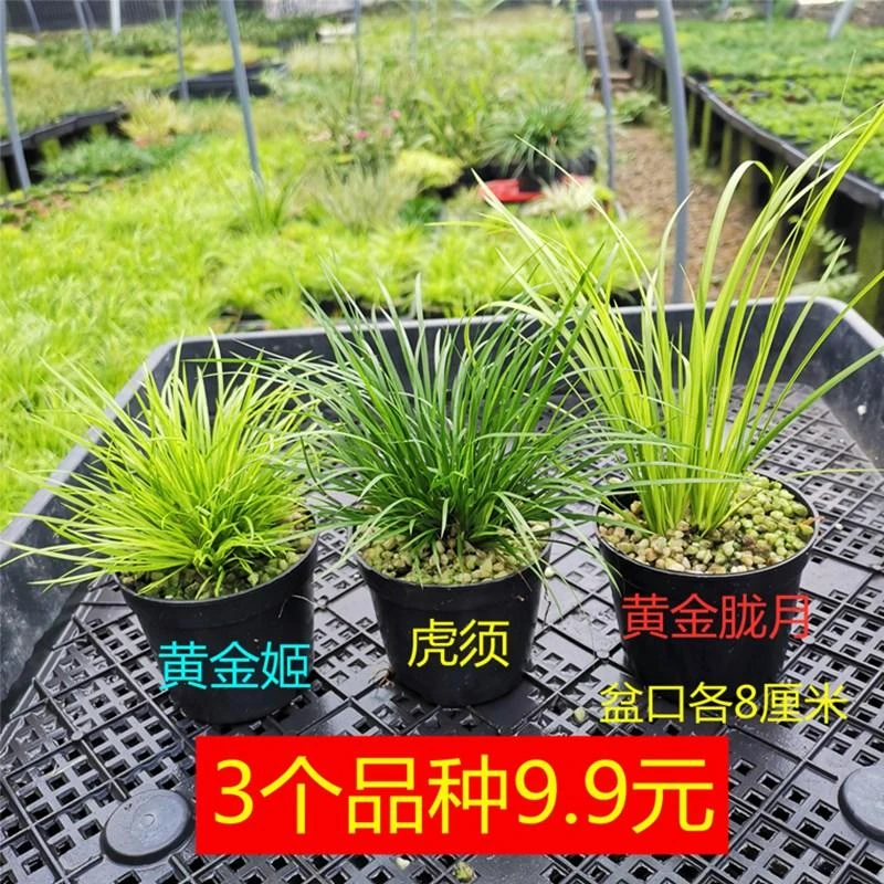 正宗微型盆景金钱黄金极姬贵船苔蝉小川陆缸水培好养绿植物附石