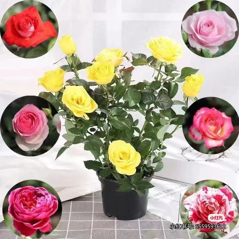昆明直发鲜活个性老桩玫瑰适用庭院栽培开花同城速递可选美观绿植