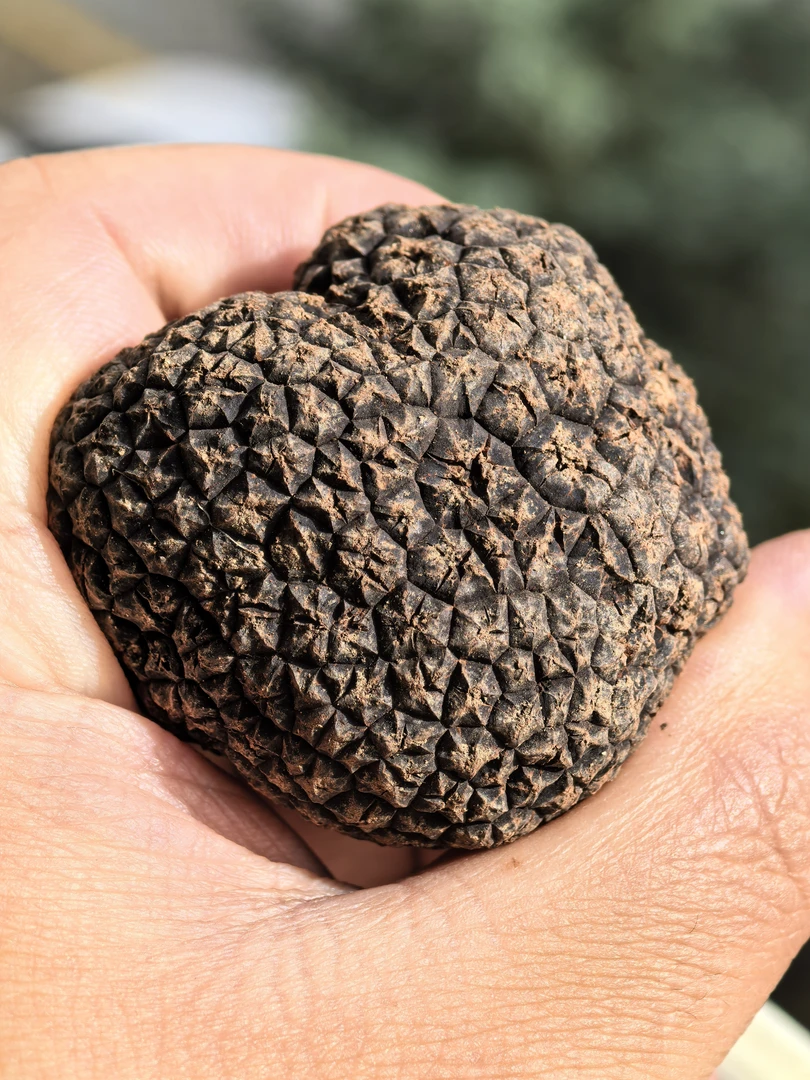 云南三江并流核心产区新鲜黑松露