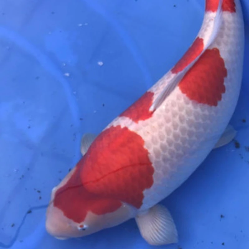 品种大锦鲤红白大正三色昭和白写黄金龙凤锦鲤皮实耐养冷水观赏鱼