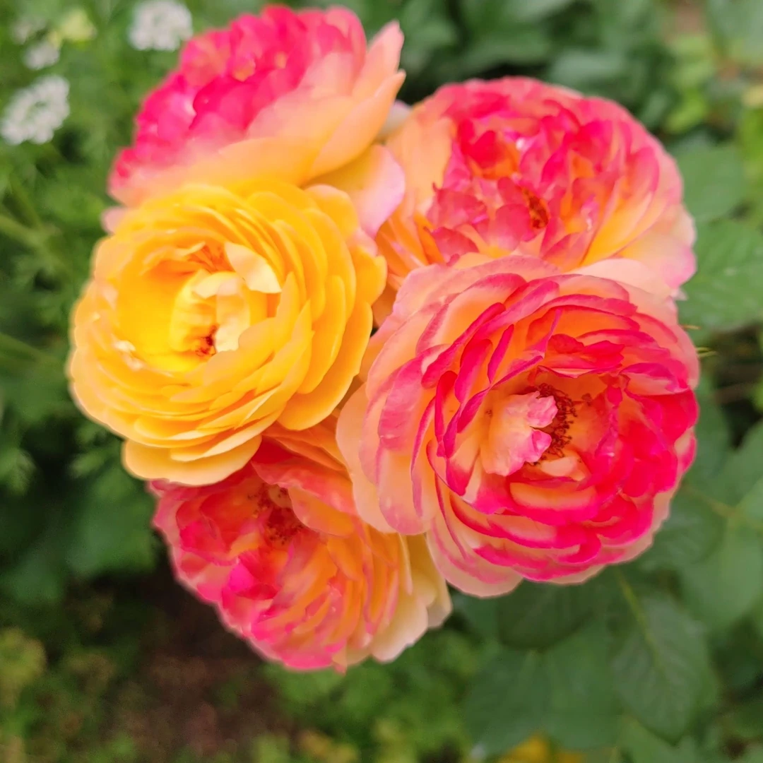 詹森大花浓香型爬墙爬藤月季花苗复色藤本多花蔷薇花园阳台庭院花