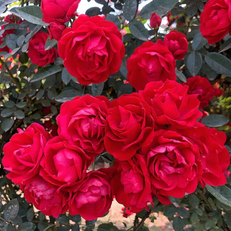 红木月季月季花香花四季红色爬藤植物特大花苗盆栽攀爬浓香花卉