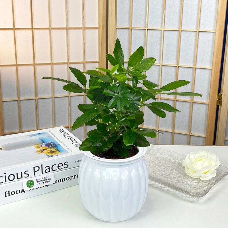 【七叶莲】盆栽鸭脚木四季好养室内办公桌面带盆美观绿植实物鲜活
