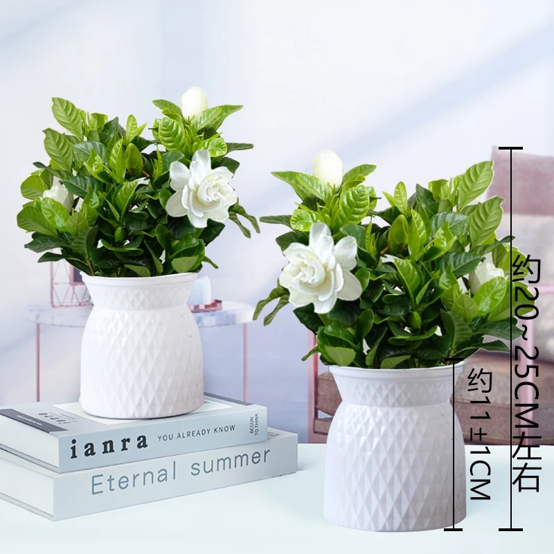 【买一送一】栀子花易活（约20~25cm）好养观叶绿植物室内外盆栽