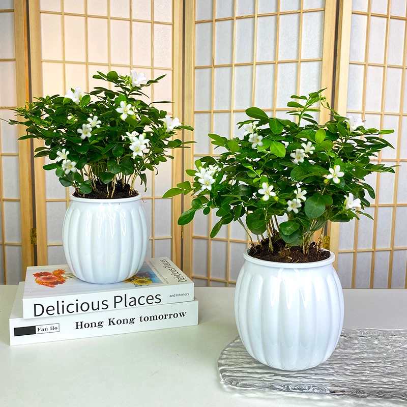 【买一送一】九里香室内外桌面夏天盆栽配盆会开花好养护植物美化