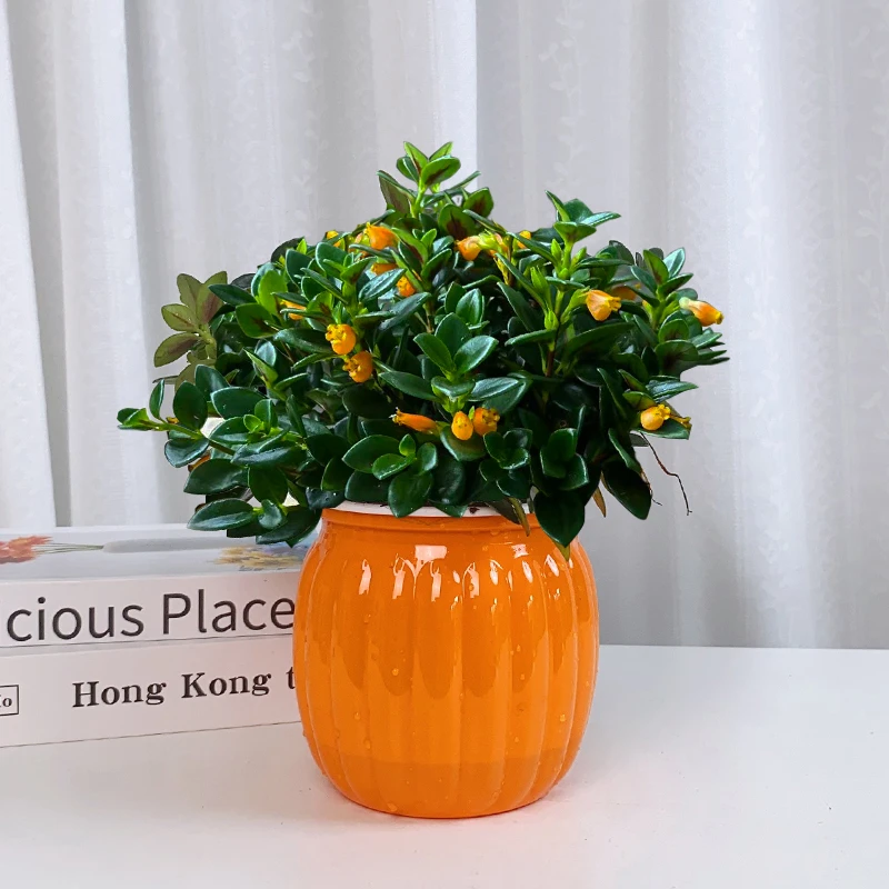 金鱼吊兰金鱼花室内带花苞盆栽绿植花卉好养易活趣味观赏植物耐旱