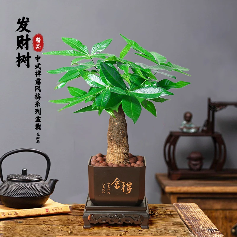 【发财树】室内办公桌前台实物绿植好养护美观大气耐旱盆栽观叶绿植