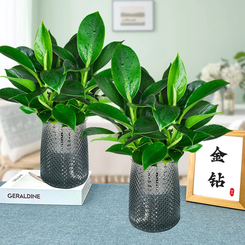 【拍一发二】大叶金钻绿公主室内桌面夏天绿植配钻型灰胶盆好养护