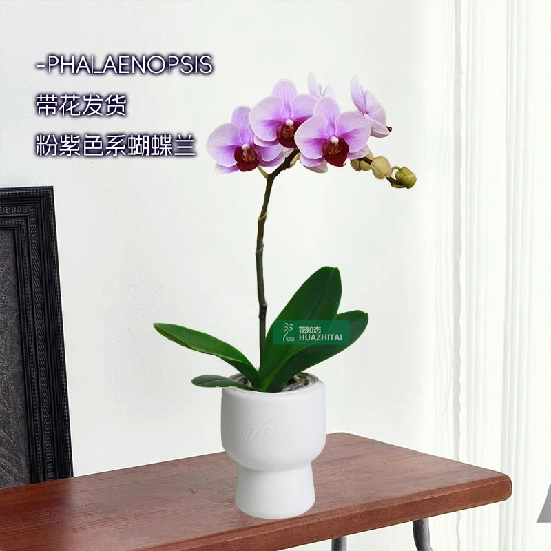 【蝴蝶兰宝贝】粉紫色花鲜花带花盆好养办公室高档带花苞花剑发货