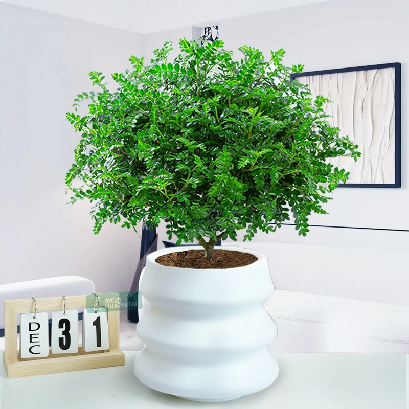 【清香胡椒木】室内外阳台趣味清新绿植盆栽好养护花卉美观植物