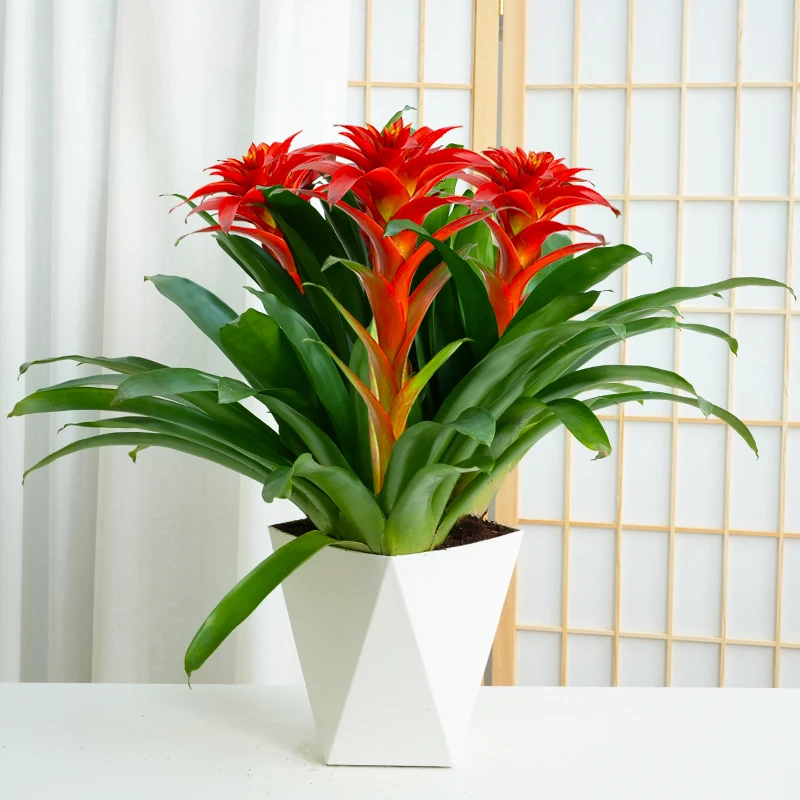 年宵花鸿运当头大红星红色室内客厅桌面绿植可四季节开花凤梨鲜艳