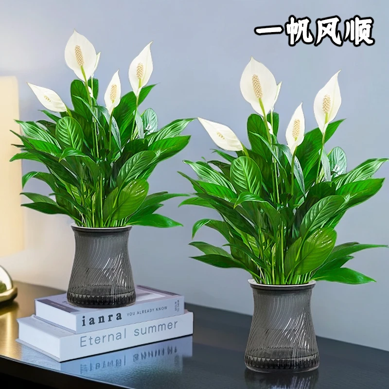 【买一送一】一帆风顺花卉绿植盆栽土培白掌室内净化空气美化环境