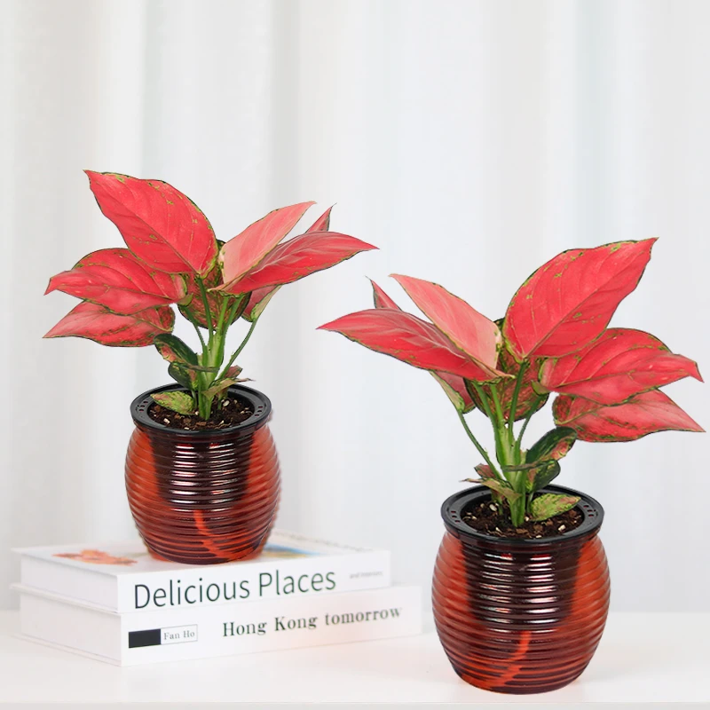 吉利红盆栽室内办公桌面好养护红色观叶绿植物美观鲜活实物拍摄