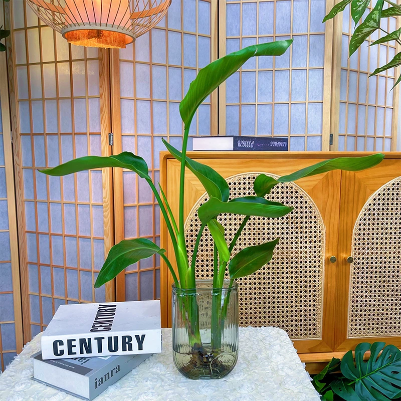 【水培天堂鸟】室内好养绿植办公室桌面易活植物ins风带高档玻璃瓶