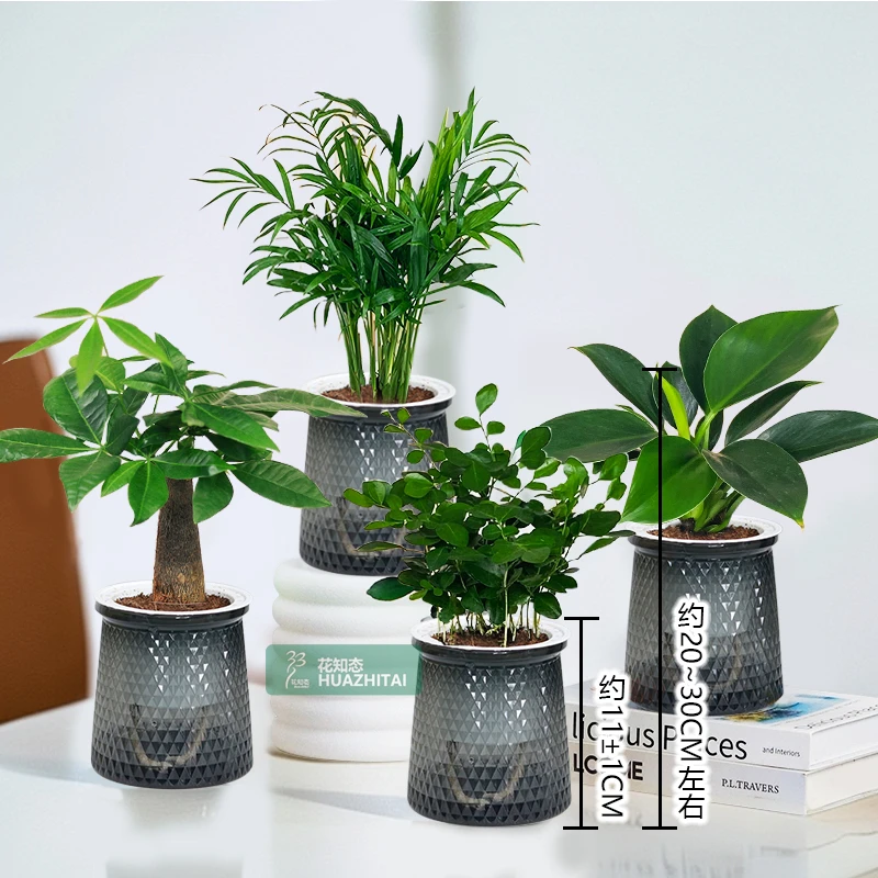 【买三送一】发财树文竹九里香栀子花绿植盆栽办公室桌面室内