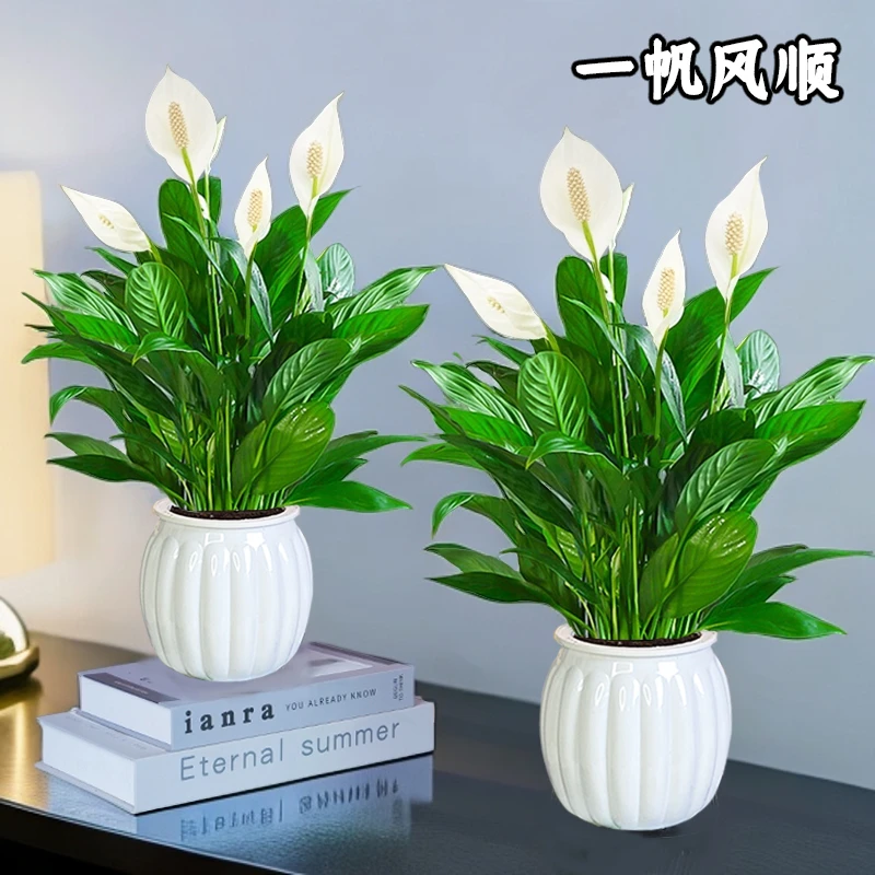 【买一送一】一帆风顺花卉绿植盆栽土培白掌室内净化空气美化环境