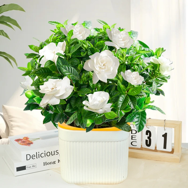 【栀子花】盆栽花卉植物浪漫可开花内外阳台绿植浓香型好养