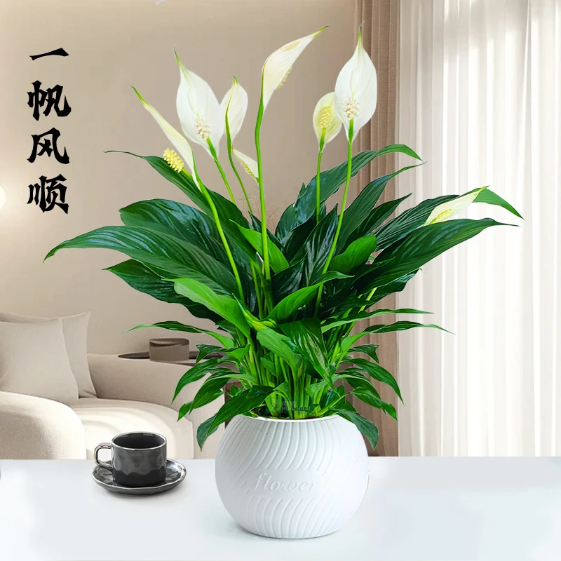 【一帆风顺】白色花卉绿植盆栽土培季节白掌室内好养美化环境实物