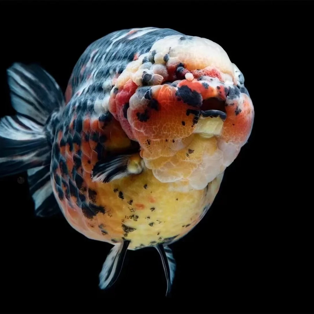 兰寿观赏鱼品种齐全