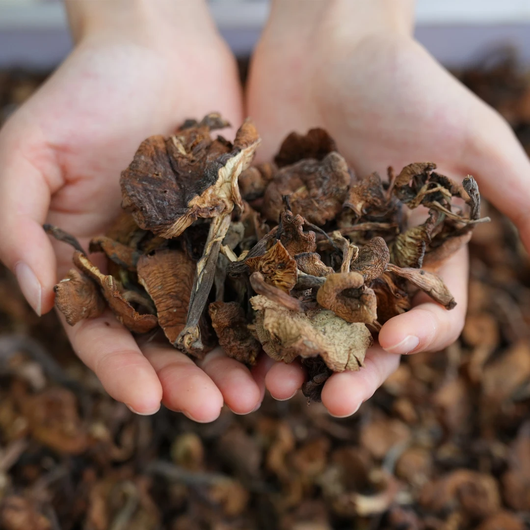 黑龙江五常野生榛蘑 新货足干肉厚无根