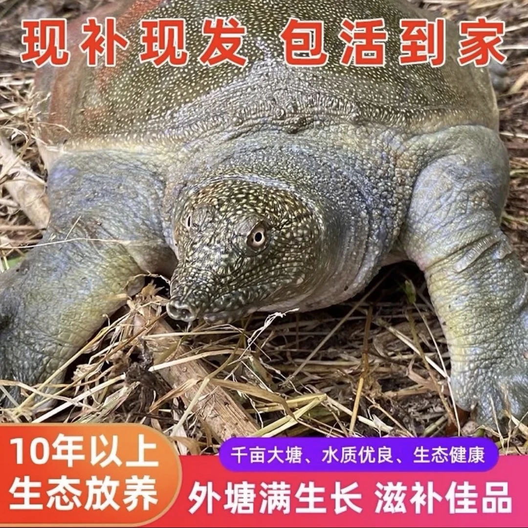 生态外塘养殖10年大甲鱼鲜活食用中华老鳖王八水鱼宠物包邮