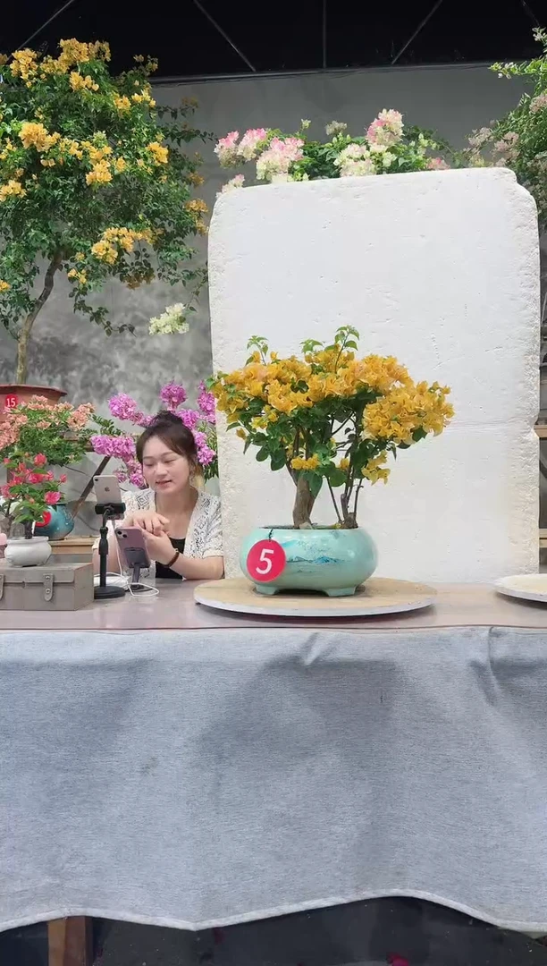 【闪购商品】盆景加州黄金三角梅