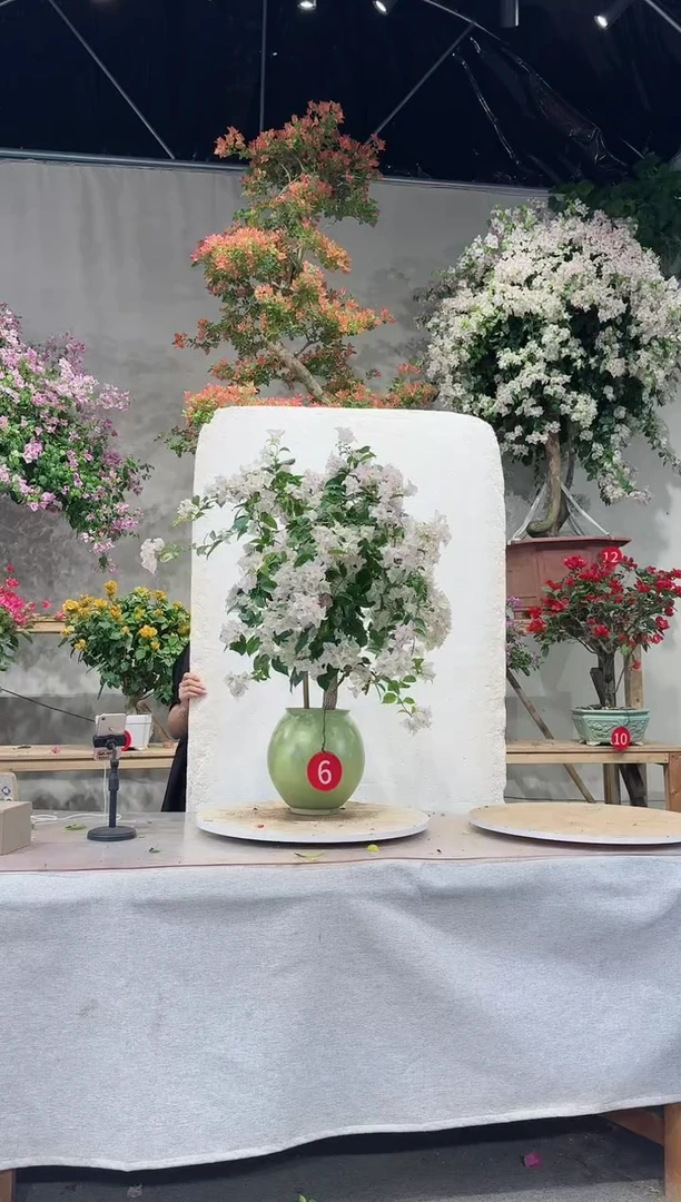 【闪购商品】盆景丽娜三角梅