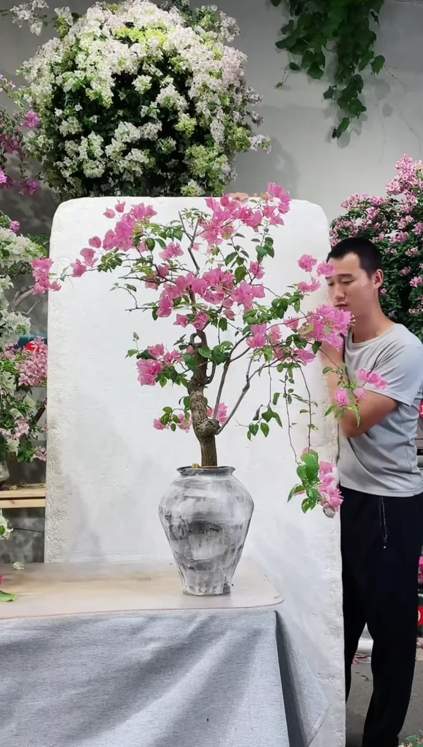 【闪购商品】盆景三角梅
