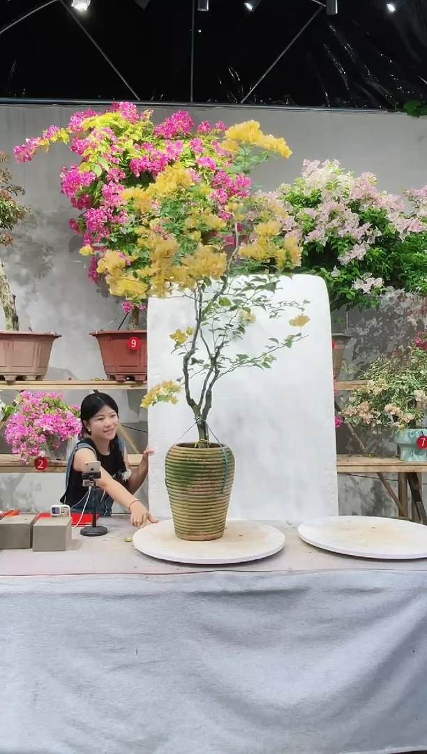 【闪购商品】盆景三角梅
