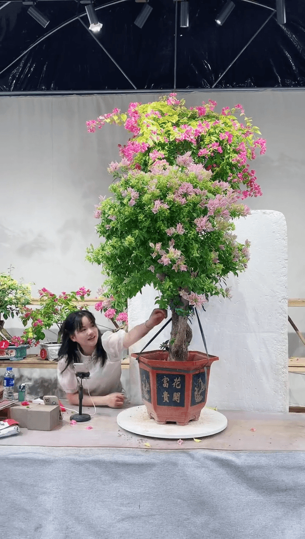 【闪购商品】盆景三角梅