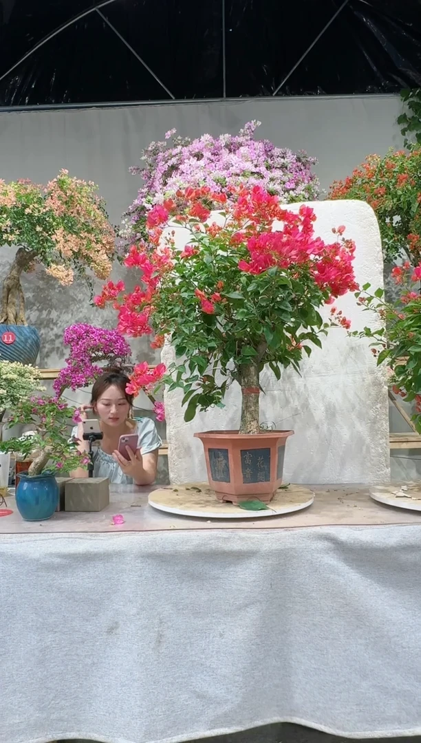 【闪购商品】盆景四季同安红