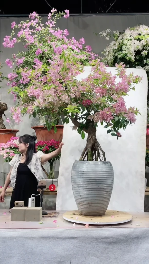 【闪购商品】盆景金边金夫人三角梅
