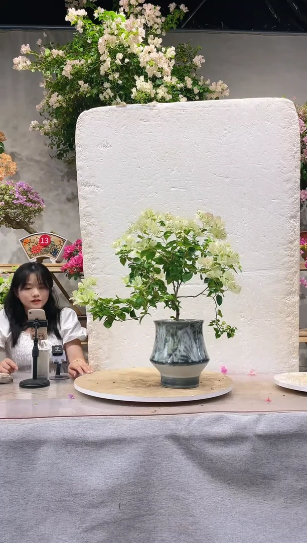 【闪购商品】盆景三角梅