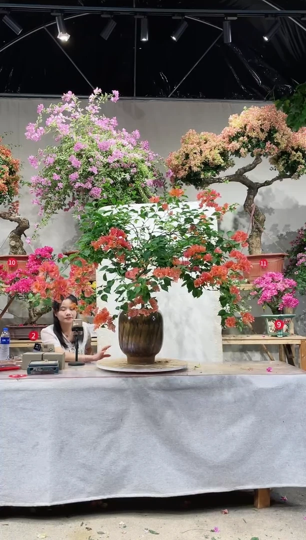 【闪购商品】盆景月光橙三角梅