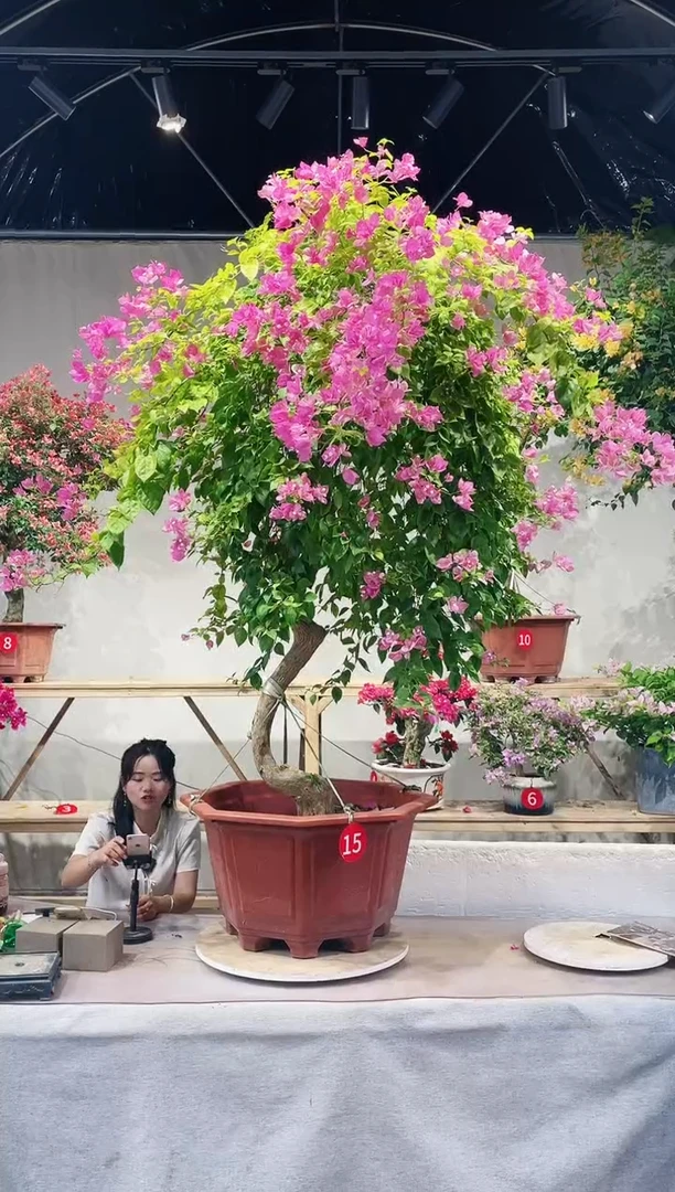 【闪购商品】盆景三角梅