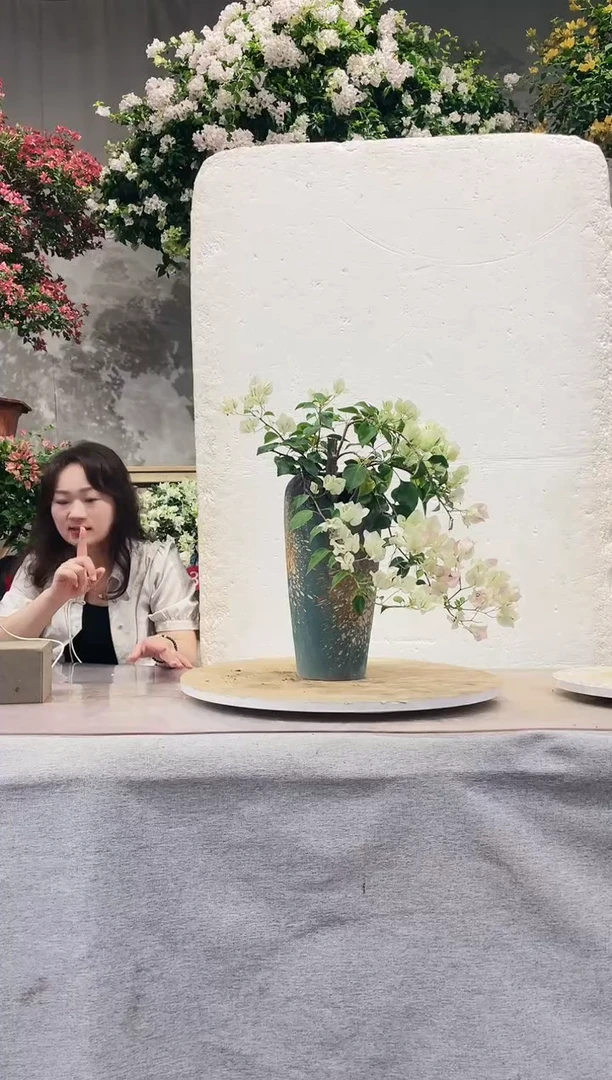 【闪购商品】盆景绿樱三角梅