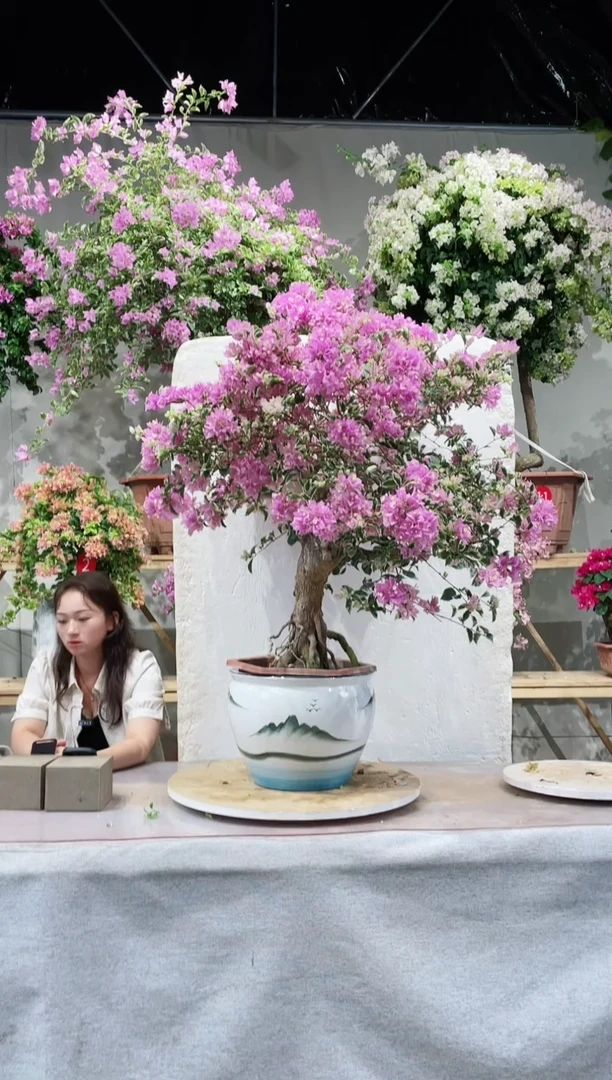 【闪购商品】盆景三角梅