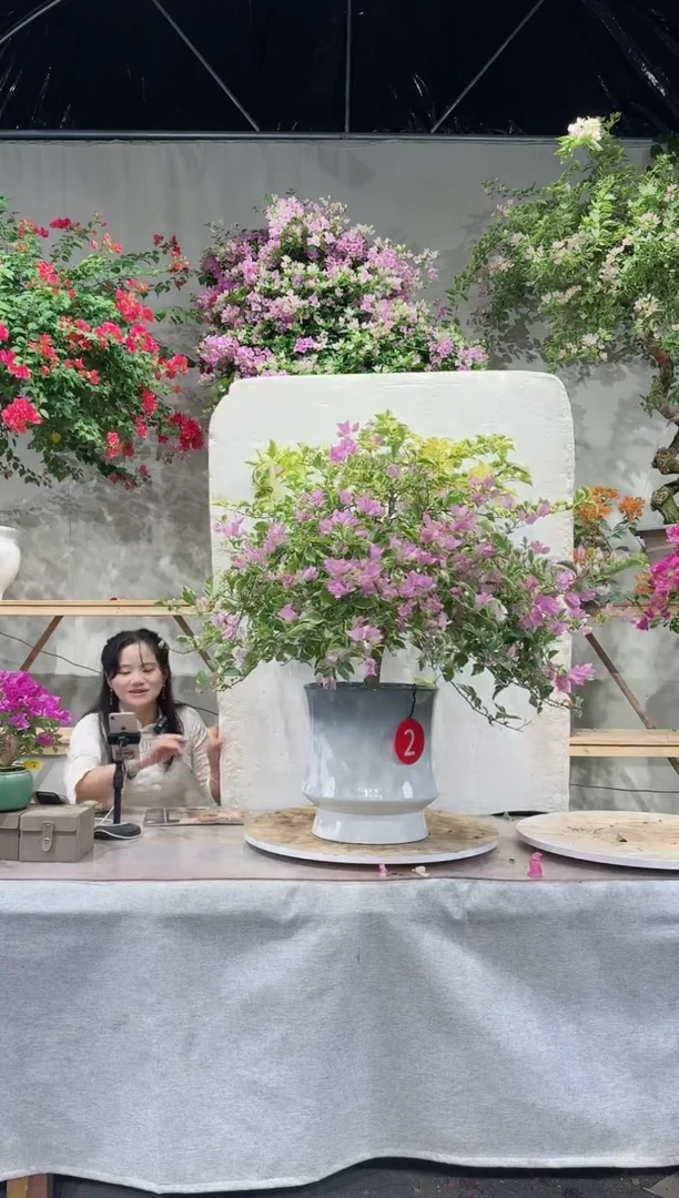 【闪购商品】盆景银边浅紫三角梅