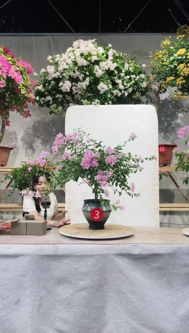 【闪购商品】盆景三角梅