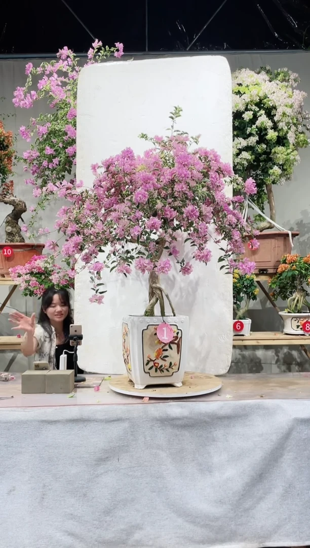 【闪购商品】盆景三角梅银边水仙紫