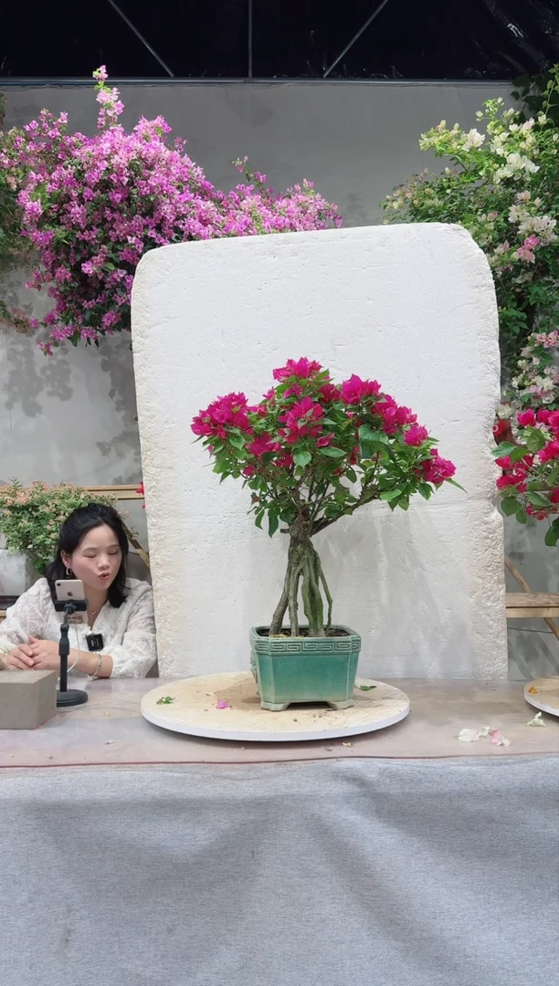 【闪购商品】盆景三角梅