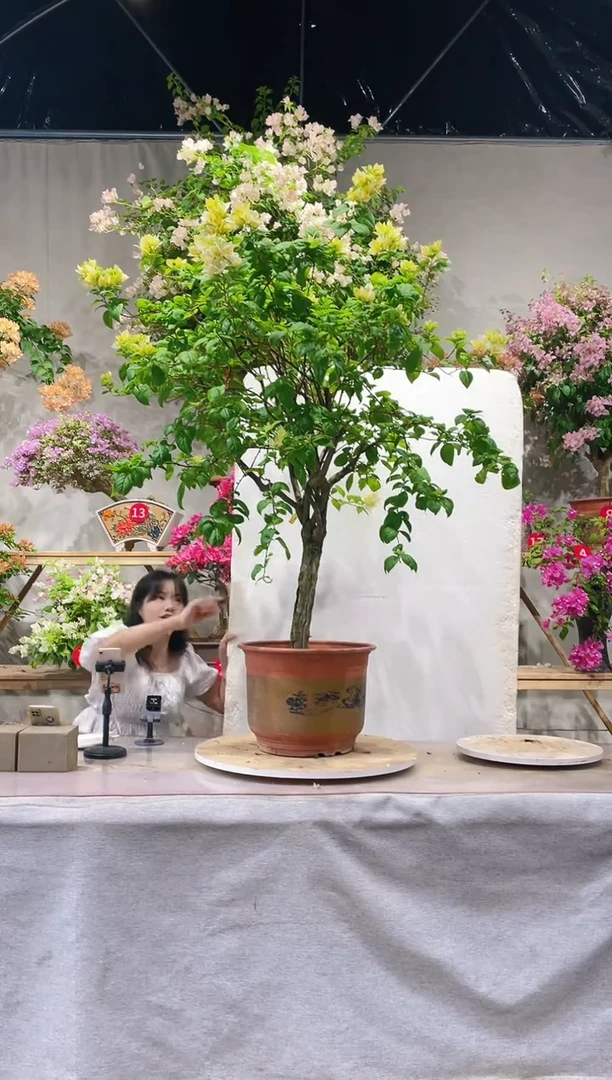 【闪购商品】盆景苏瓦娜梅