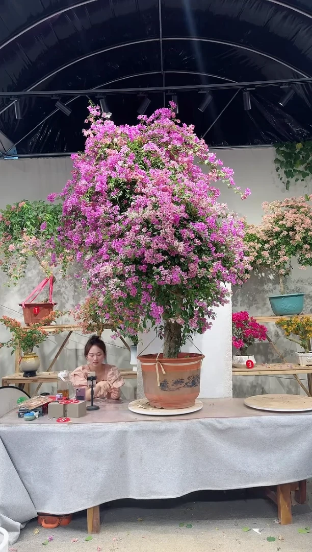 【闪购商品】盆景梦幻雪紫三角梅