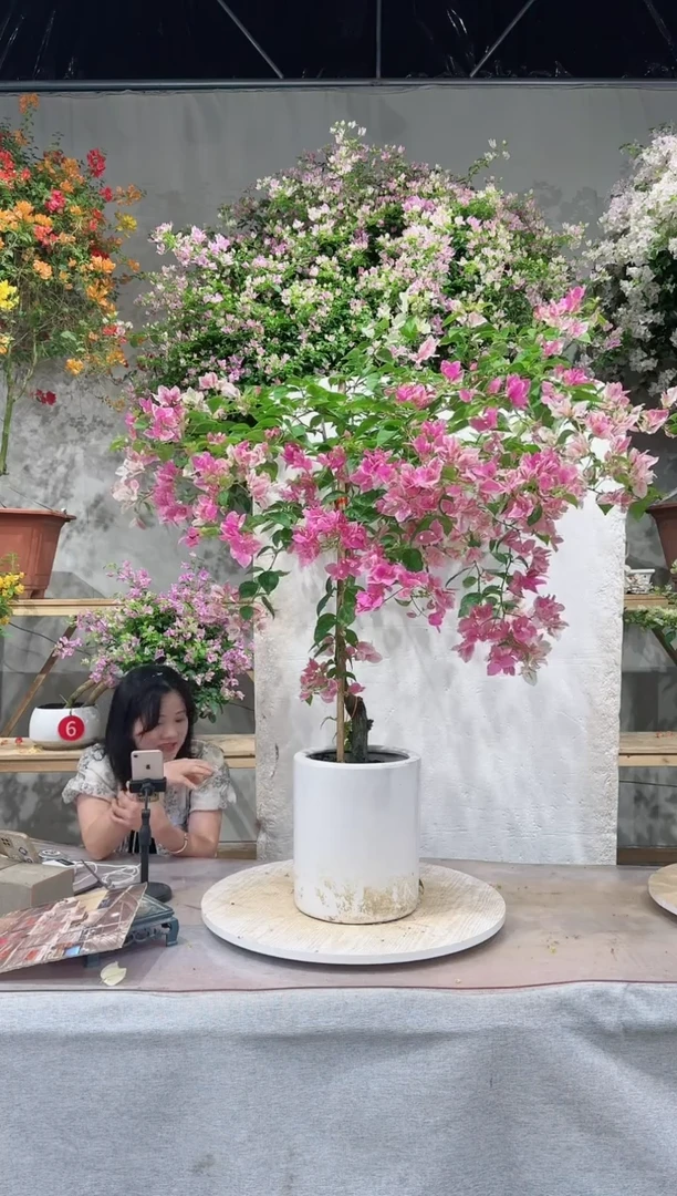 【闪购商品】盆景漳红樱三角梅